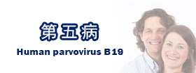 第五病 - Human parvovirus B19