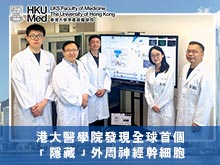 港大醫學院發現全球首個「隱藏」外周神經幹細胞